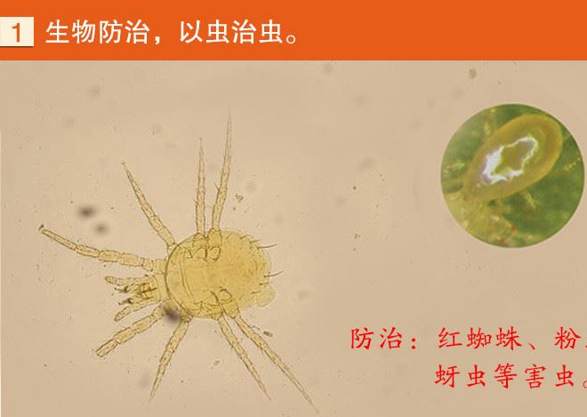 捕食螨_01