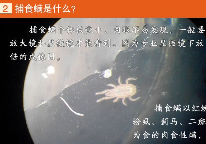 捕食螨_02