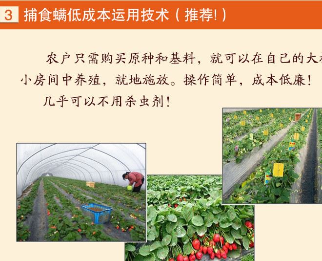捕食螨_03