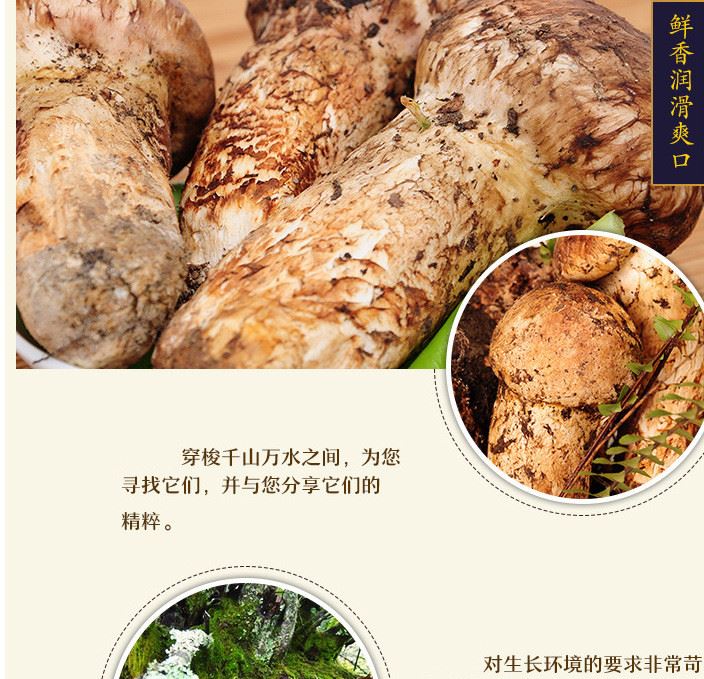 預(yù)售雅江縣深山野生新鮮松茸天然無污染精選食用菌 量大從優(yōu)示例圖4