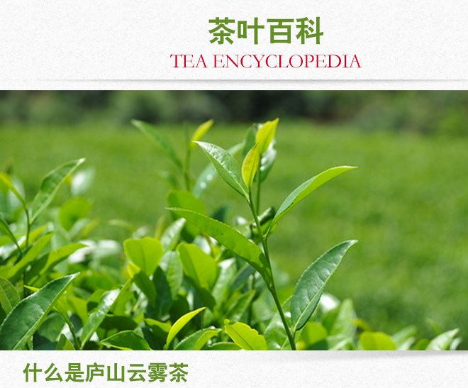 28云霧綠茶750_05