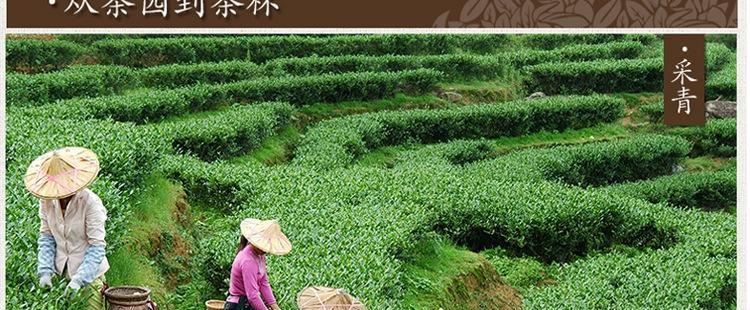 新茶铁观音散装礼盒装高山铁观音茶叶 兰花香乌龙茶茶叶厂家 批发示例图12