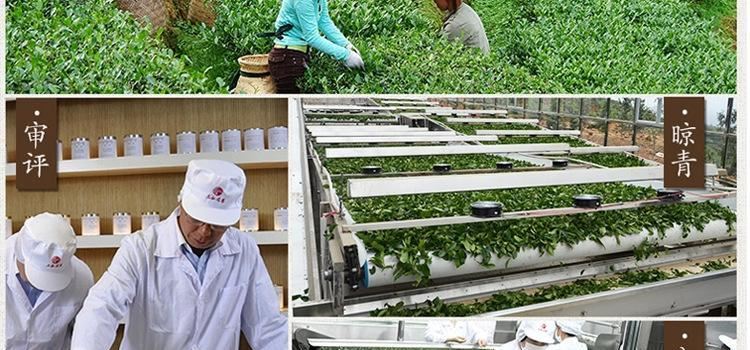 新茶铁观音散装礼盒装高山铁观音茶叶 兰花香乌龙茶茶叶厂家 批发示例图13