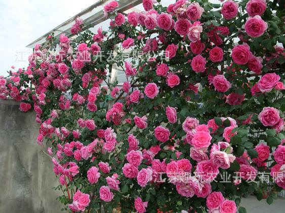 歐月花藤本月季 爬藤月季攀援植物黃金珍珠粉園 大游行玫瑰花批發(fā)示例圖3