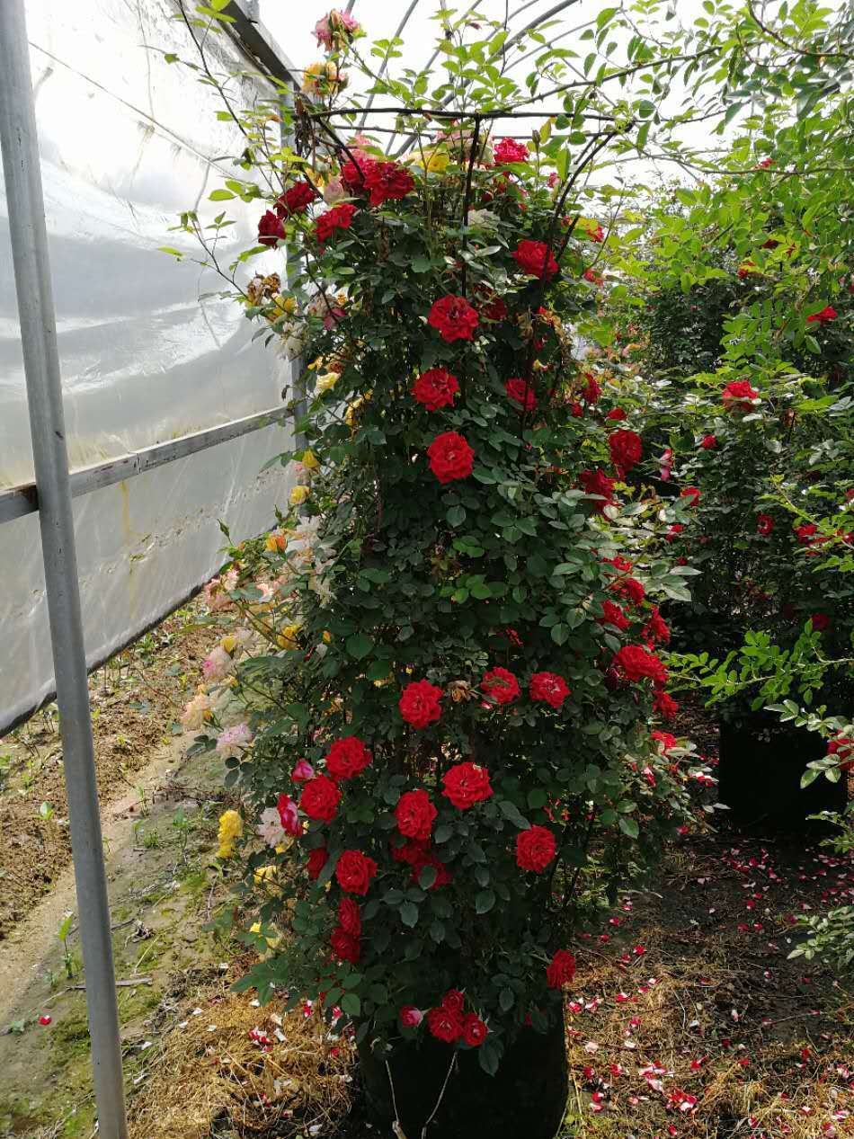 欧月花藤本月季爬藤月季攀援植物黄金珍珠粉园大游行玫瑰花批发