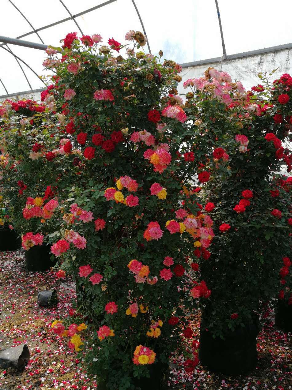 欧月花藤本月季爬藤月季攀援植物黄金珍珠粉园大游行玫瑰花批发