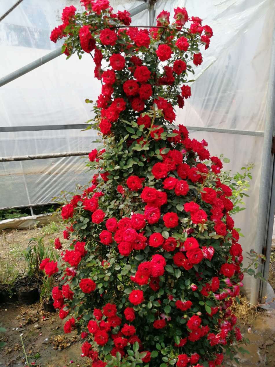 歐月花藤本月季 爬藤月季攀援植物黃金珍珠粉園 大游行玫瑰花批發(fā)示例圖12