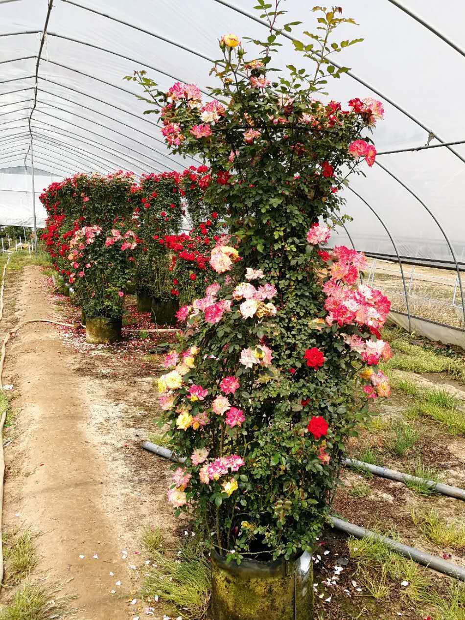 欧月花藤本月季爬藤月季攀援植物黄金珍珠粉园大游行玫瑰花批发