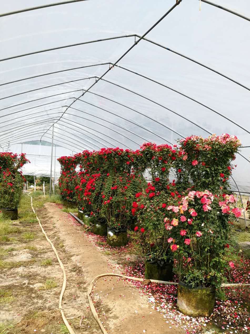 欧月花藤本月季爬藤月季攀援植物黄金珍珠粉园大游行玫瑰花批发