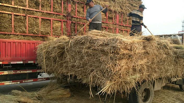 批发 干稻草 出口级  打包干稻草  江苏稻草 干稻草 稻草帘示例图13