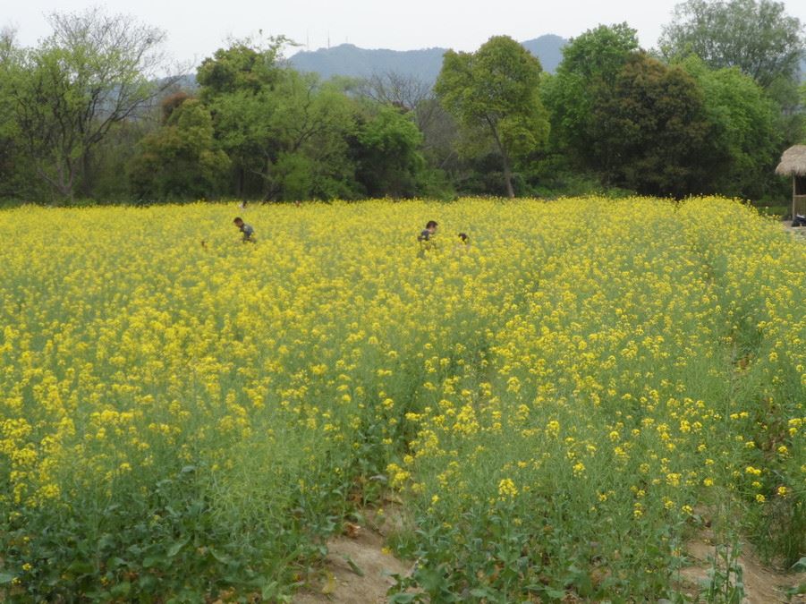 包邮油菜种子批发出油率高发芽率高油菜花种子秋播油菜籽示例图2