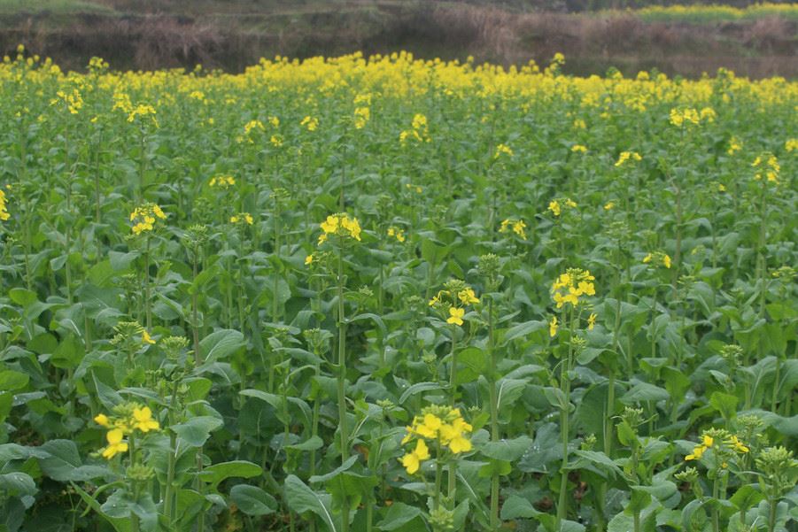 包郵油菜種子批發(fā)出油率高發(fā)芽率高油菜花種子秋播油菜籽示例圖4