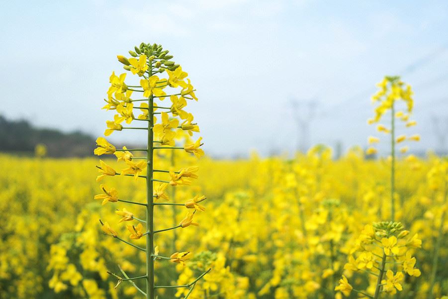 包郵油菜種子批發(fā)出油率高發(fā)芽率高油菜花種子秋播油菜籽示例圖6