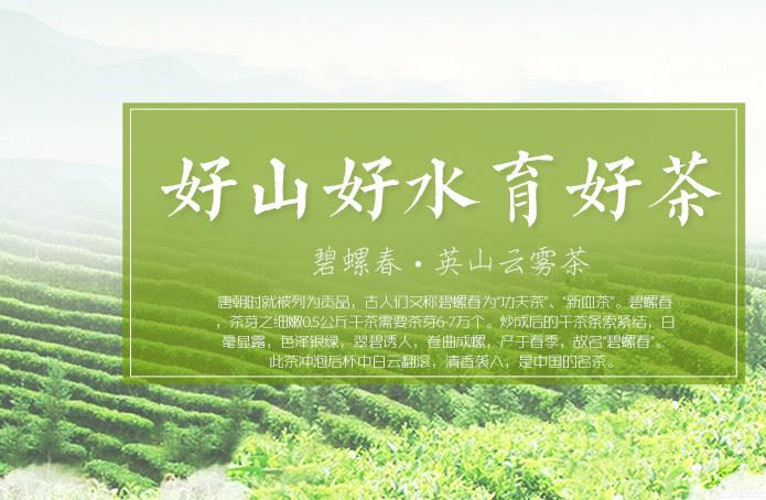 綠茶茶產(chǎn)區(qū)直發(fā)高端綠茶高山云霧英山云霧特級(jí)廬山云霧彎曲型批發(fā)示例圖2