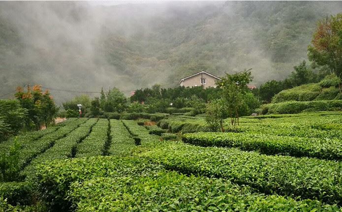 綠茶茶產(chǎn)區(qū)直發(fā)高端綠茶高山云霧英山云霧特級(jí)廬山云霧彎曲型批發(fā)示例圖7