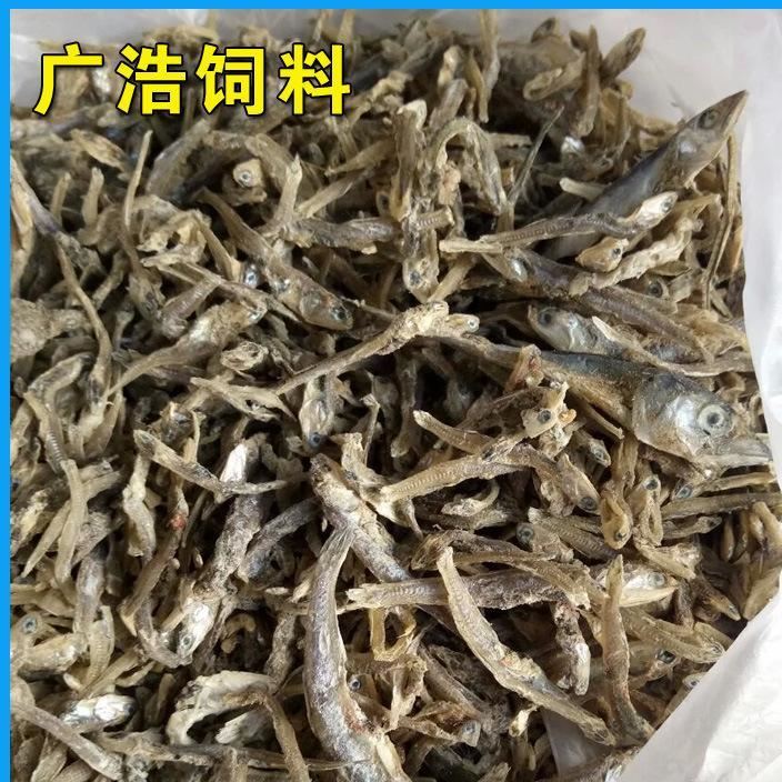 廠家直銷 飼料魚干  批發(fā)零售   烘干魷光魚   歡迎訂購示例圖3