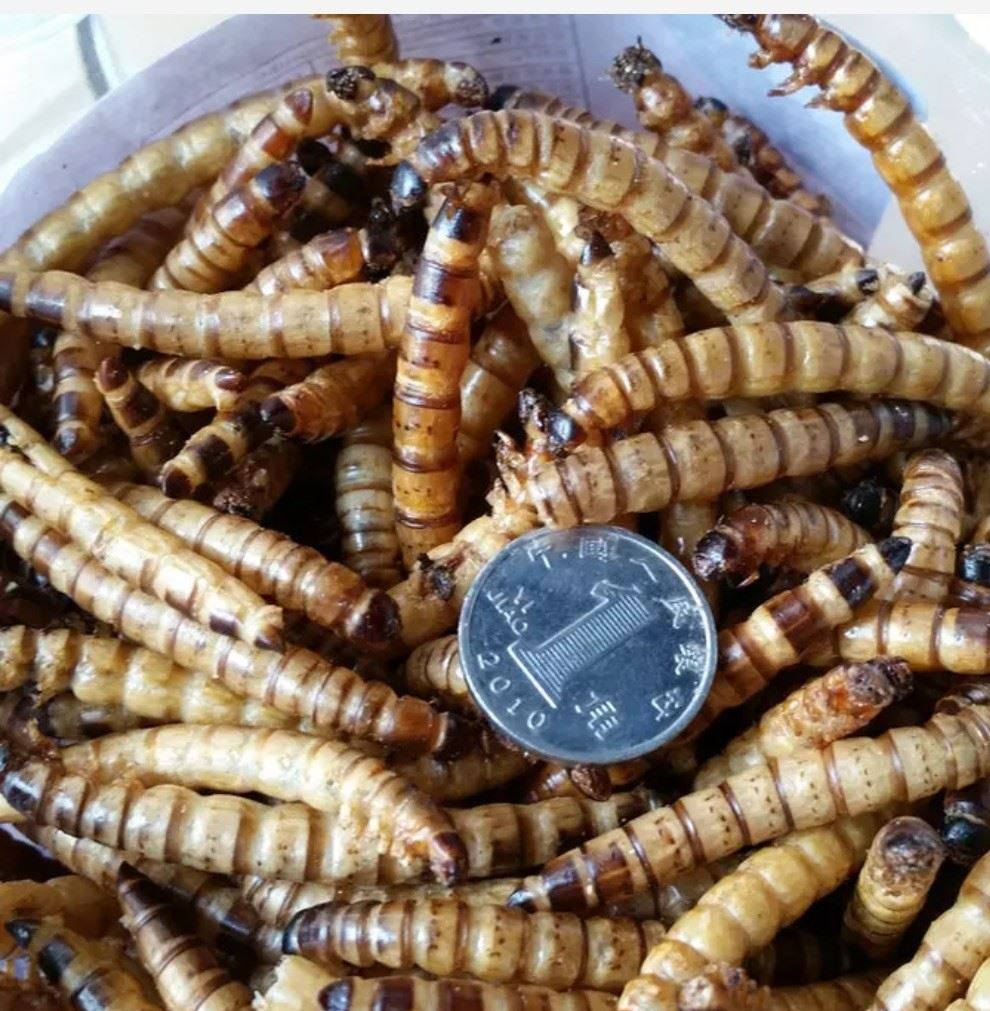 觀賞魚魚食金龍魚飼料大麥蟲干面包蟲魚食熱帶魚糧 銀龍魚魚糧示例圖1