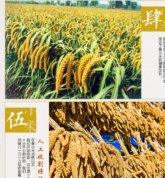 内蒙古赤峰敖汉特产 大金苗小米东北 黄金苗小米25kg