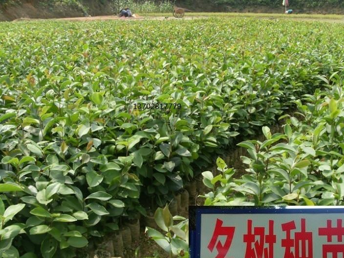 油茶小苗 软枝油茶 油茶苗圃场示例图3