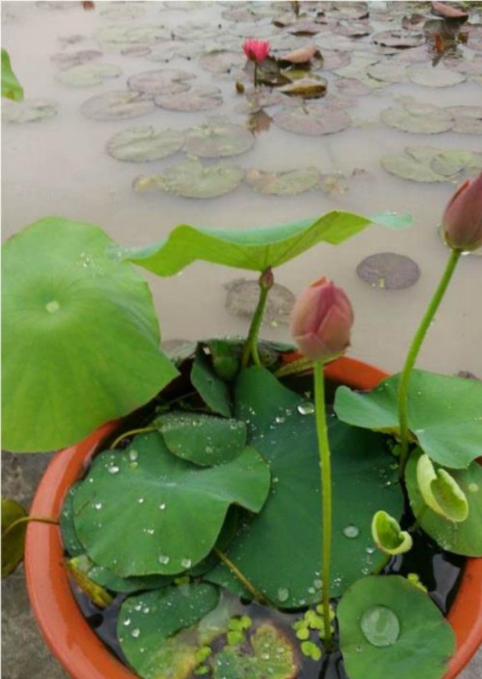 東北地區(qū)美麗鄉(xiāng)村水生植物有些荷花蓮花睡蓮好種植示例圖4