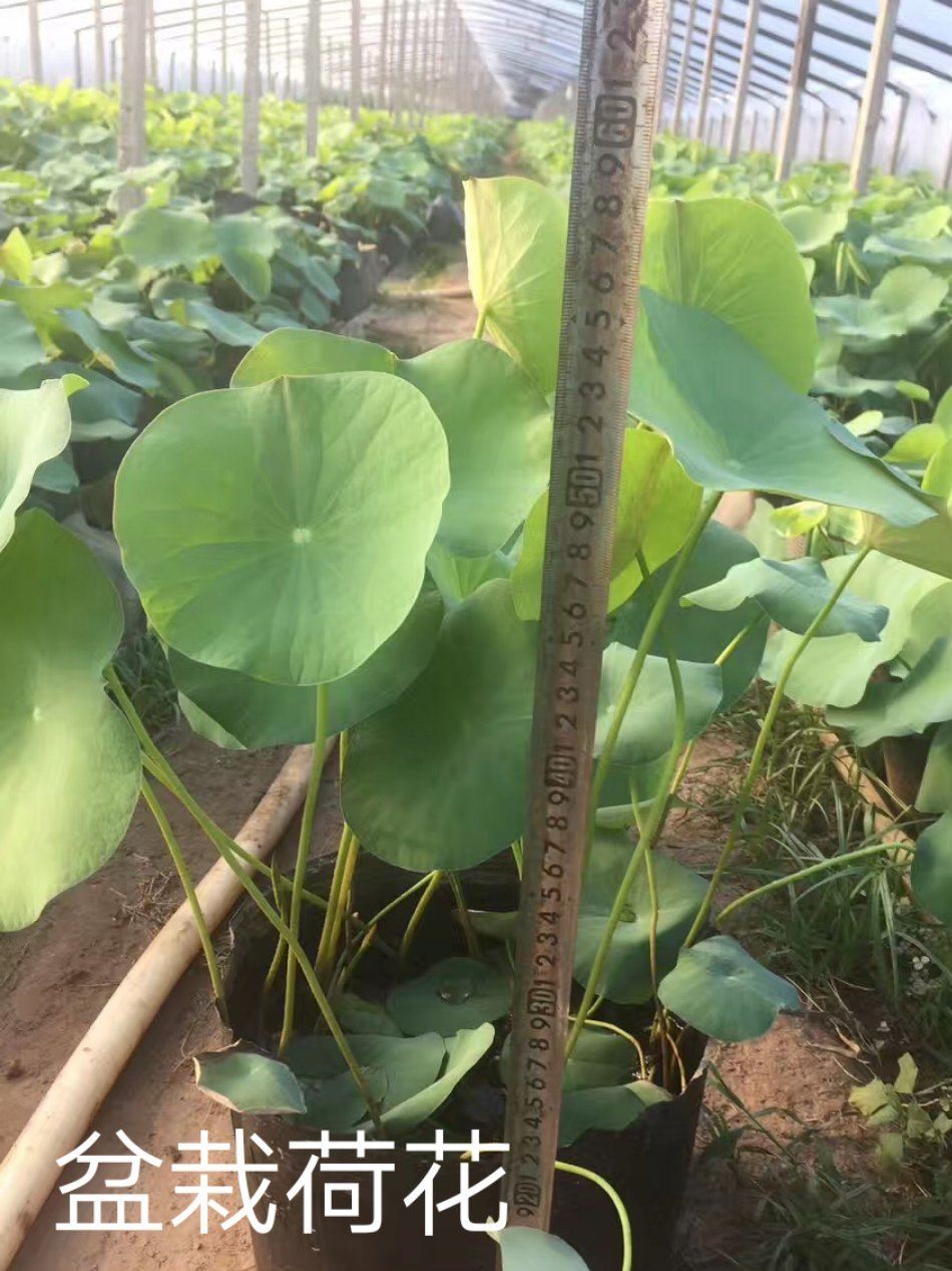 東北地區(qū)美麗鄉(xiāng)村水生植物有些荷花蓮花睡蓮好種植示例圖6