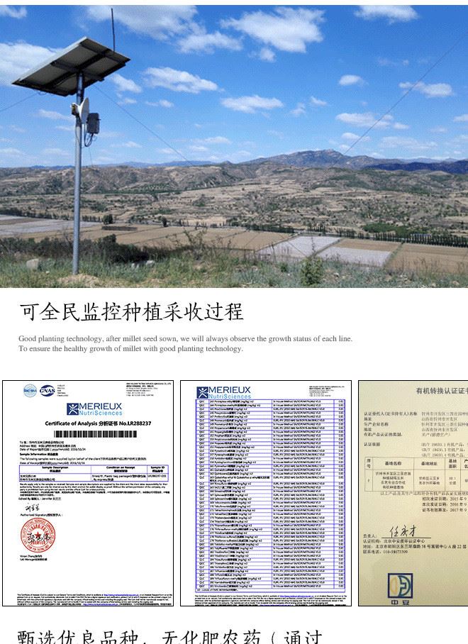 【黑糯玉米糝5斤包郵】玉米兄弟有機種植黑糯玉米糝玉米渣玉米碎示例圖6