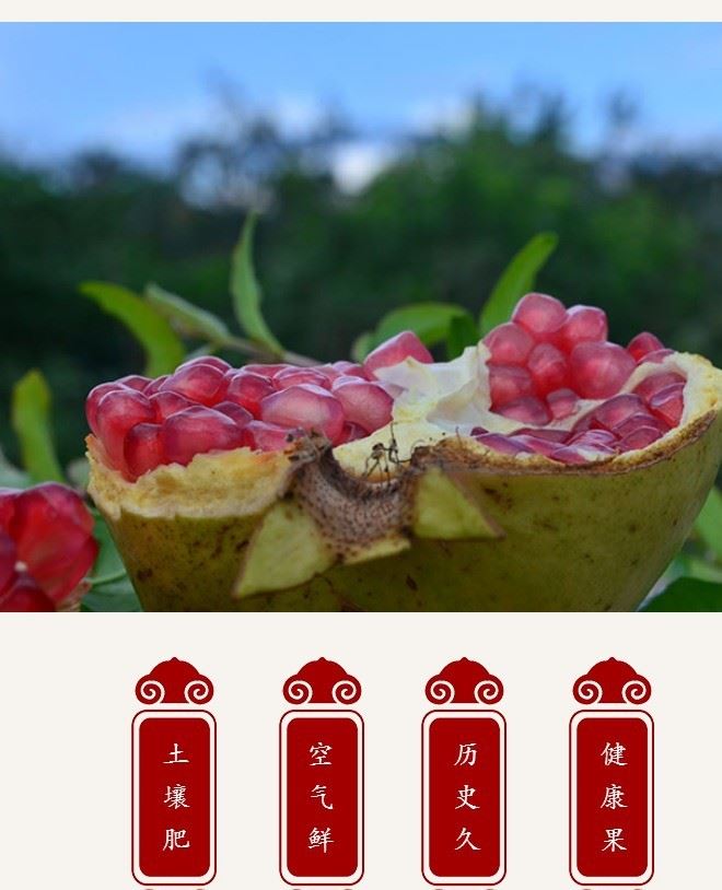 蒙自石榴云南特產甜石榴皮薄汁多籽小新鮮水果一件代發示例圖10