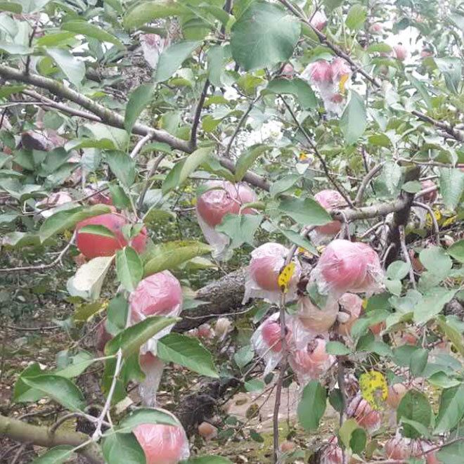 碭山蘋果新鮮紅富士有機水果野生原生態(tài)蘋果脆甜示例圖3