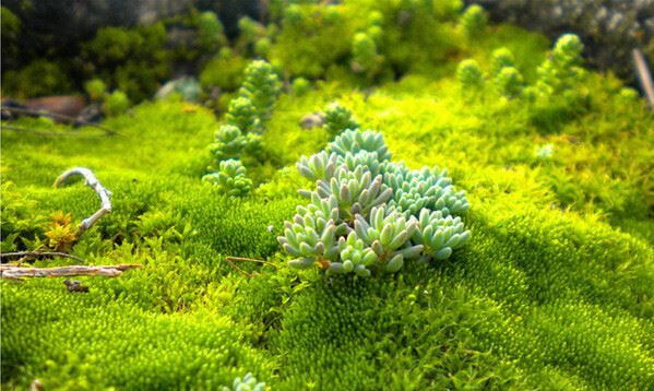 微世界 多肉植物必備澆水壺 苔蘚微景觀生態(tài)瓶擠壓式灑水壺 250ML示例圖10