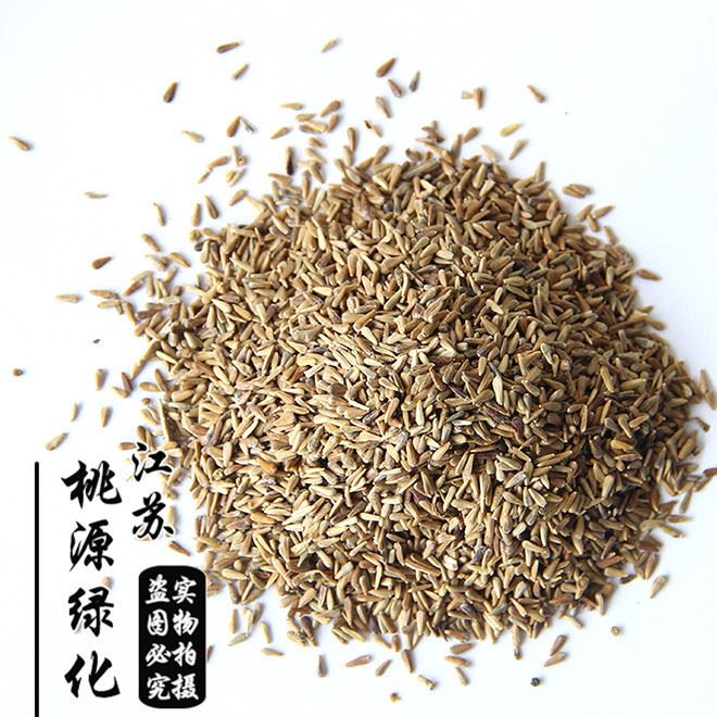 批發(fā)翠菊種子花卉種子 精品翠菊種子 發(fā)芽率高 翠菊種子四季可播示例圖2