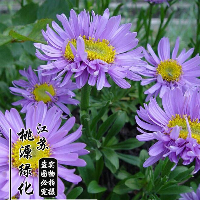 批發(fā)翠菊種子花卉種子 精品翠菊種子 發(fā)芽率高 翠菊種子四季可播示例圖3