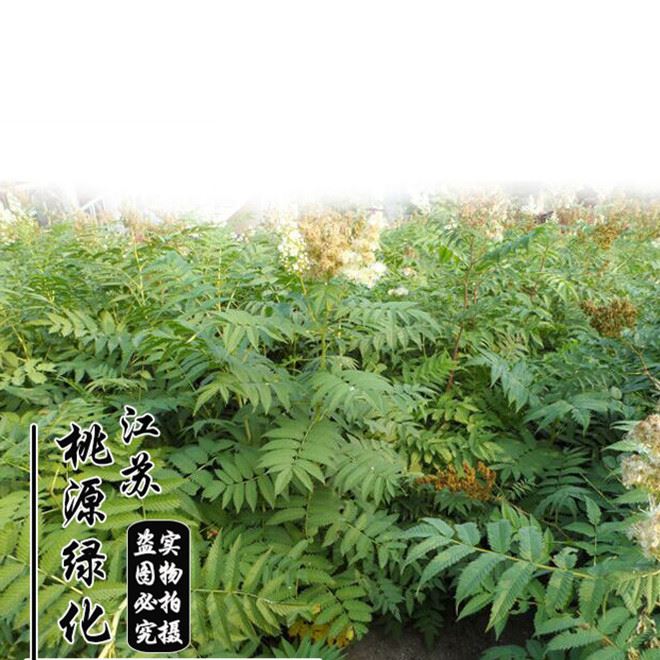 批發(fā)珍珠梅苗 開花滿枝如雪似珍珠 珍珠梅花 又名雪梅 梅花樹苗示例圖3