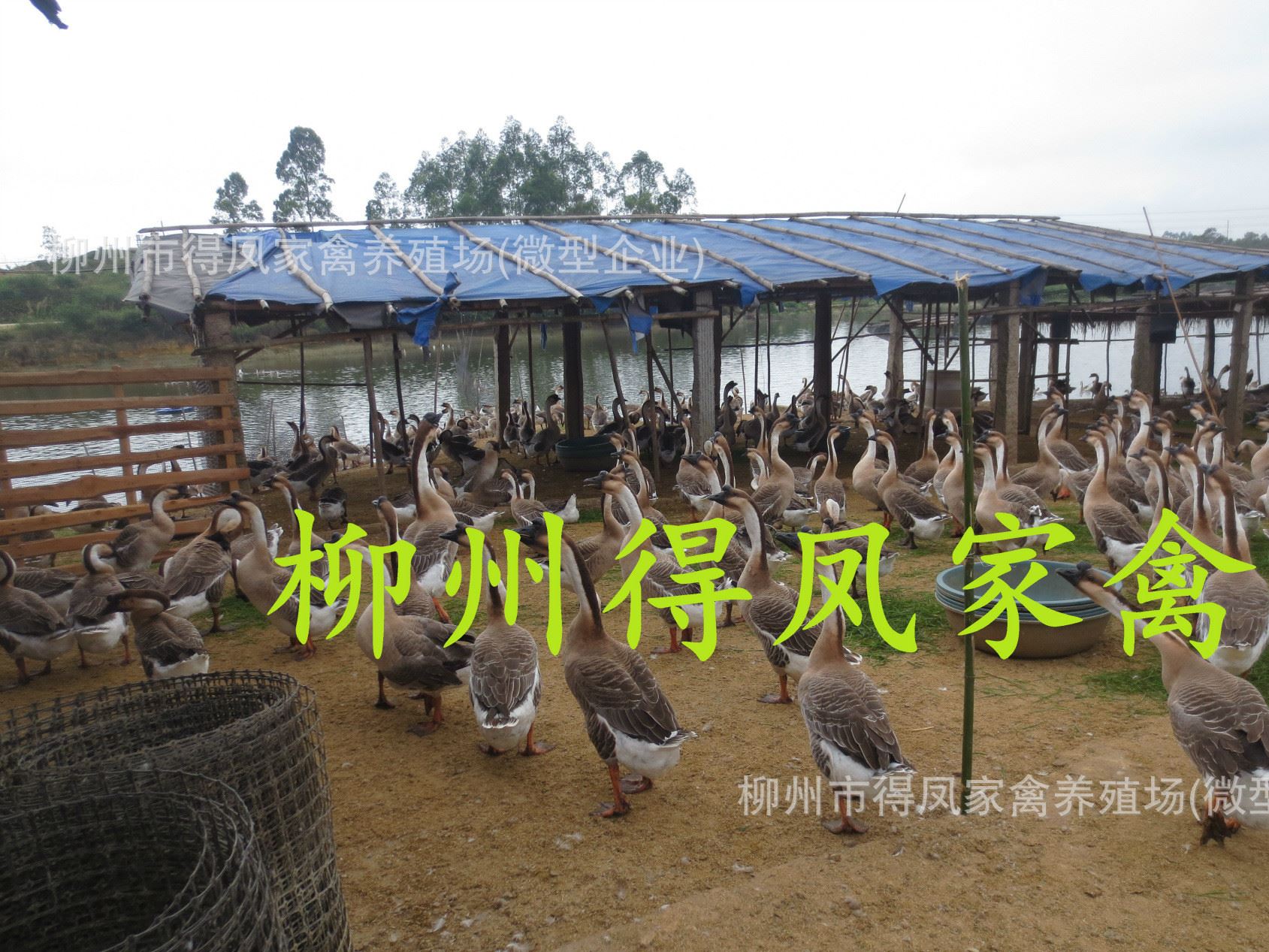 廣東馬崗鵝 廣東馬崗鵝苗 柳州馬崗鵝苗 馬崗鵝苗 鵝苗示例圖9