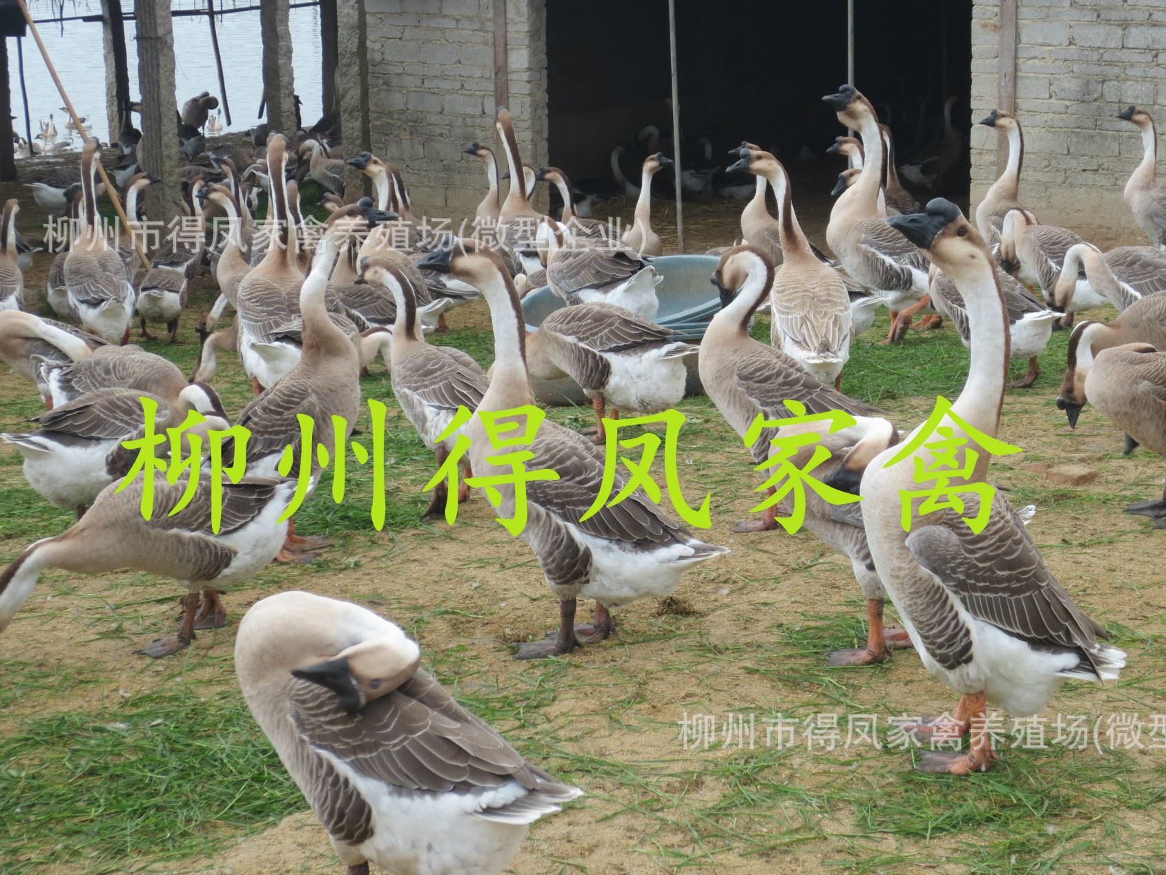 廣東馬崗鵝 廣東馬崗鵝苗 柳州馬崗鵝苗 馬崗鵝苗 鵝苗示例圖10