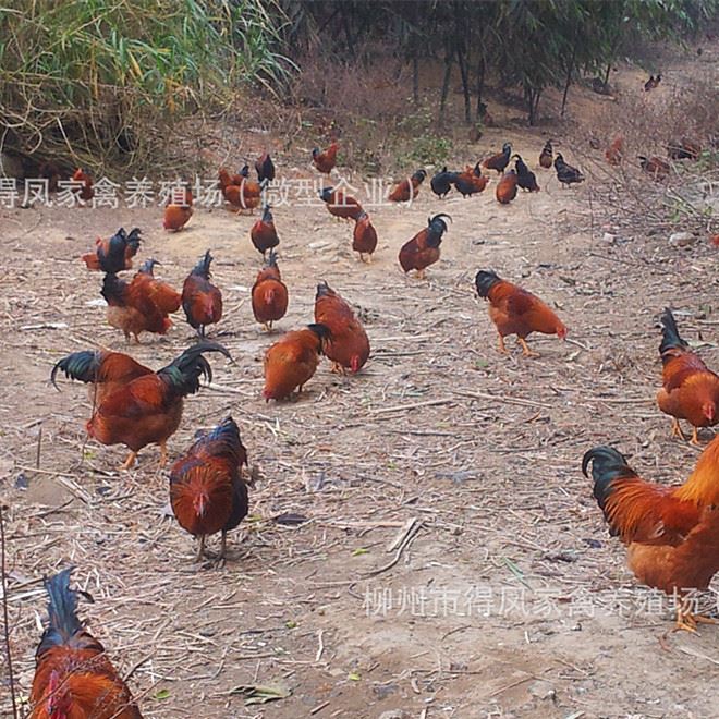 批發(fā)廣西靈山土雞 廣西靈山土雞苗 靈山土雞苗 土雞苗示例圖8