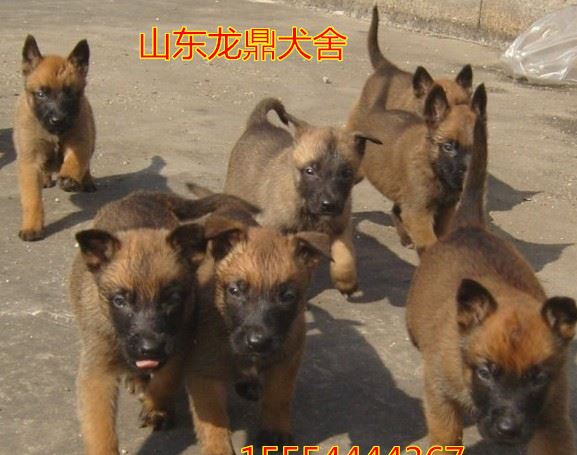 出售狼青犬 幼犬 馬犬 黑背幼犬 狼青幼犬養(yǎng)殖 狼青犬價(jià)格示例圖2