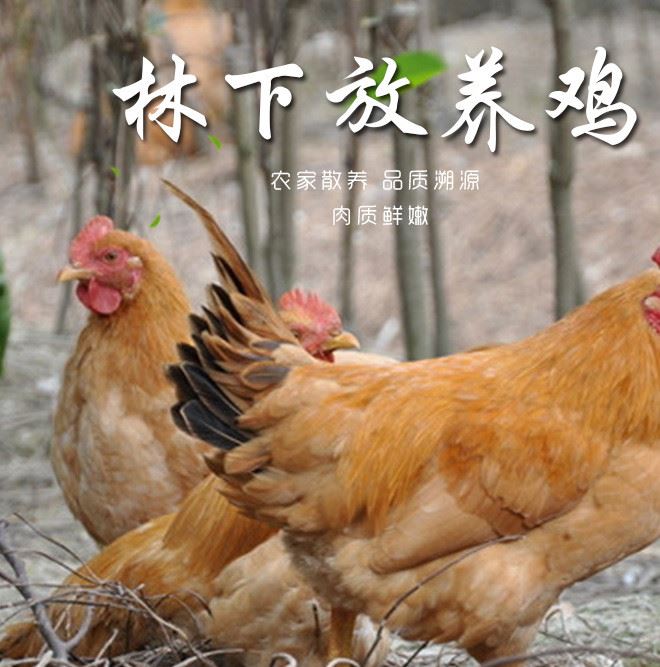 松樹林放養(yǎng)雞 云南高原林間放養(yǎng)土雞 肉質嫩滑健壯質優(yōu)散養(yǎng)土雞示例圖1