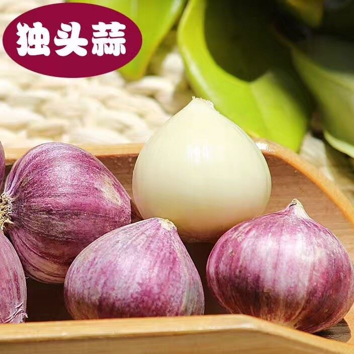 云南香格里拉特產(chǎn)獨(dú)頭黑蒜批發(fā) 紫皮蒜食品500g紫皮獨(dú)頭蒜示例圖13