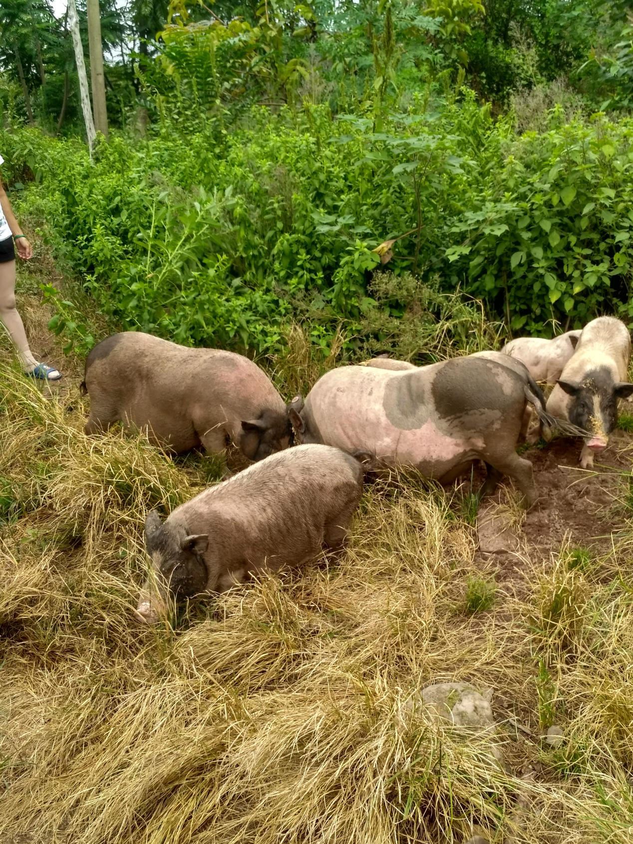 農(nóng)家養(yǎng)殖 小香豬肉無(wú)污染香豬肉綠色健康有機(jī)豬肉量大從優(yōu)示例圖1