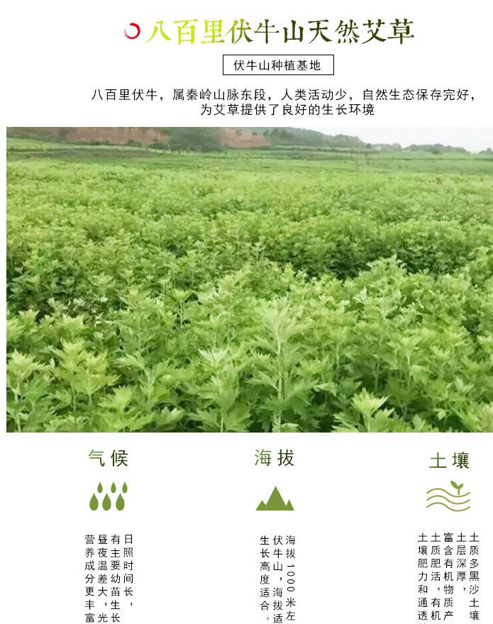 1000g野生包郵陳年艾草艾葉泡腳泡澡制作艾絨批發(fā)散裝仙草蘄艾示例圖6