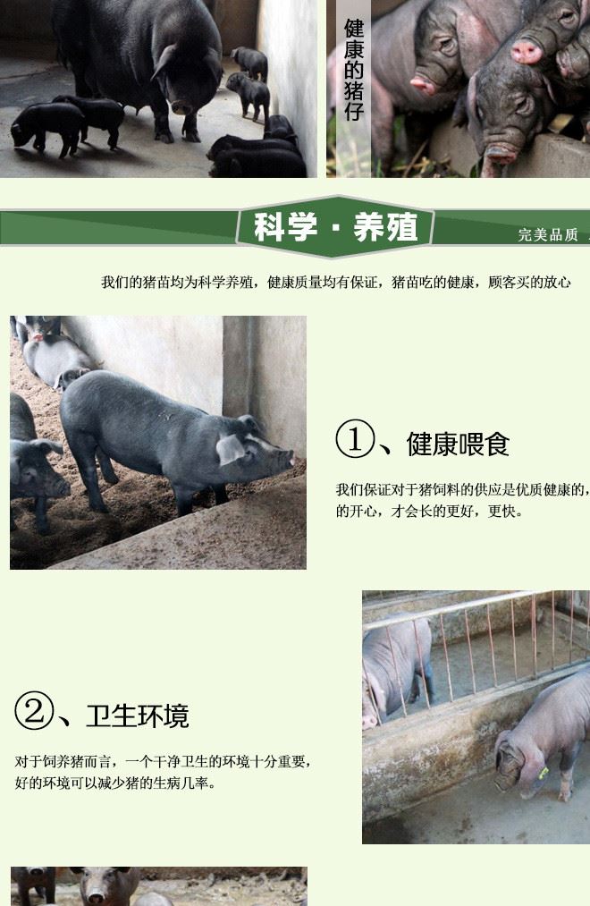 种猪 梅山猪品种 小梅山猪繁殖育种高  产仔多示例图6