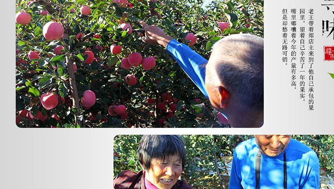 山東特產(chǎn)煙臺(tái)棲霞新鮮有機(jī)脆甜蘋果水果紅富士冰糖心蘋果5斤示例圖17