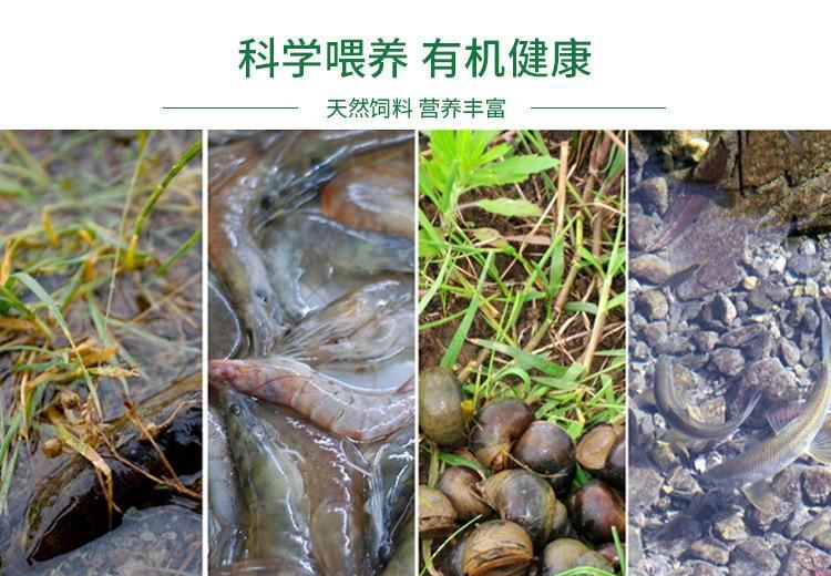 農(nóng)家散養(yǎng)生態(tài) 煲湯老麻鴨 老土鴨 直銷鮮活健康 農(nóng)村致富項(xiàng)目示例圖8