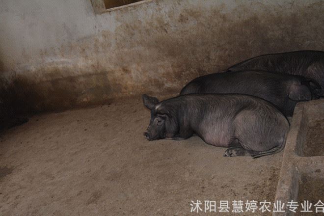 农家乐自养生猪 散养猪肉猪土黑猪 绿色天然放养猪仔猪崽销售批发