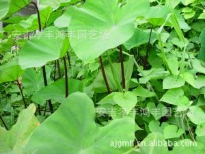 鴻豐園藝供應(yīng)野芋，紫芋等水生植物，地被苗子，竹類，價格從優(yōu)示例圖1