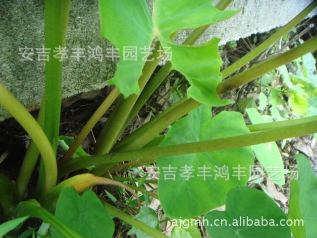 鴻豐園藝供應(yīng)野芋，紫芋等水生植物，地被苗子，竹類，價格從優(yōu)示例圖2