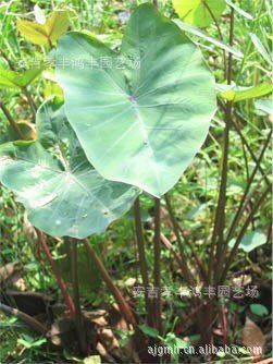 鴻豐園藝供應(yīng)野芋，紫芋等水生植物，地被苗子，竹類，價格從優(yōu)示例圖3