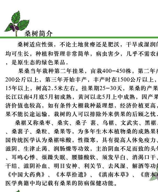 大量供應(yīng)蠶桑 高成活嫁接桑苗 強桑示例圖1