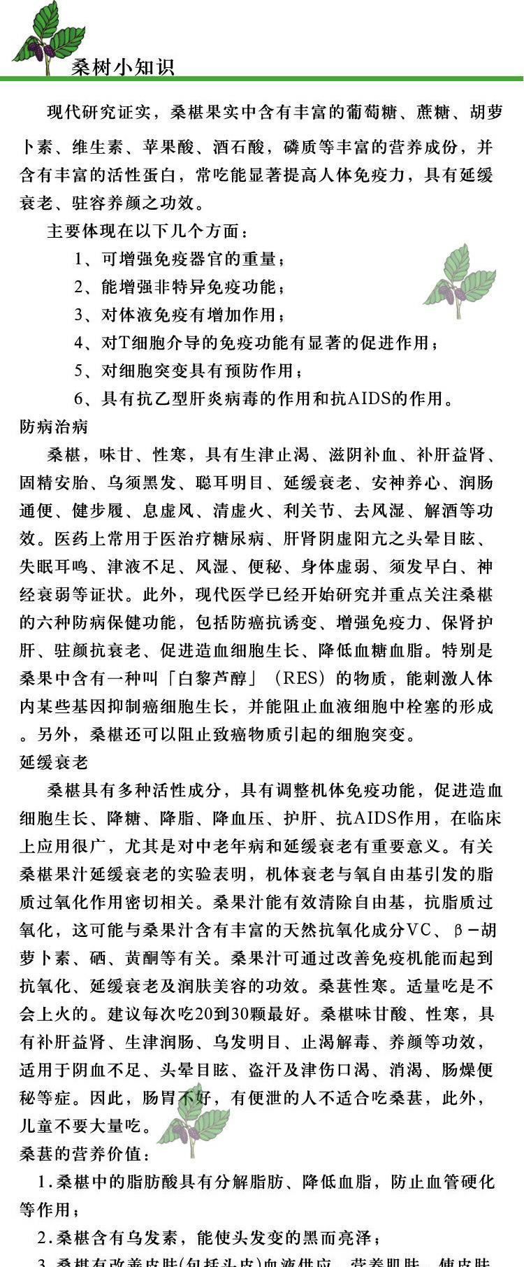 大量供應(yīng)蠶桑 高成活嫁接桑苗 強桑示例圖4