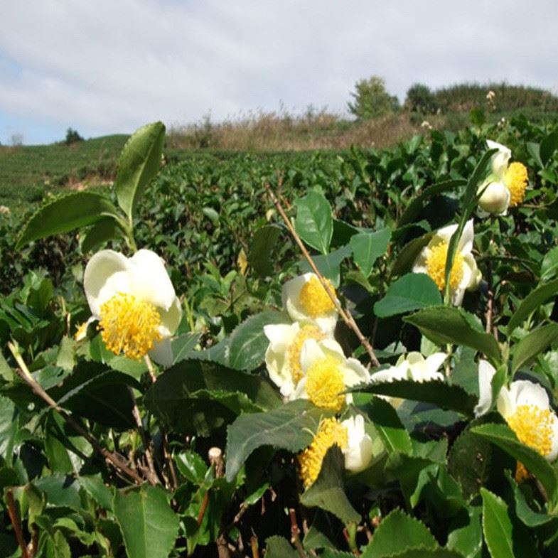 蜂花粉 蜂農(nóng)新采 山茶花粉  茶花粉示例圖1